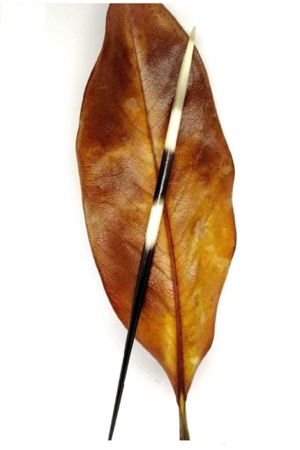 Kirpi Dikeni-kirpi Oku-orta Boy (15-19.99CM ARASI) 1 Adet-rölyef Sanatına Uygun